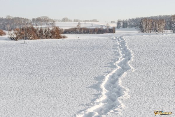 Скрип снега