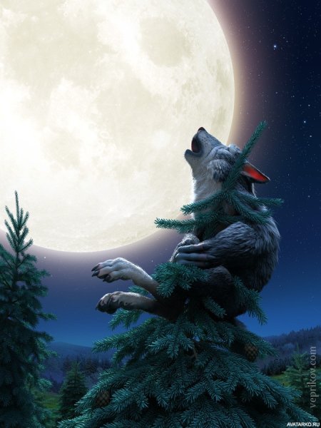 Волк воет на луну