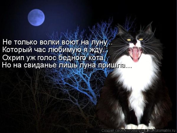 Лунный кот стихи