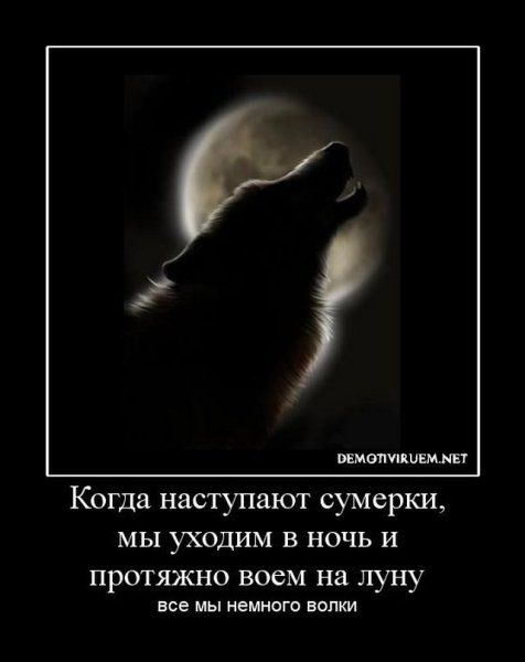 Волком выть хочется