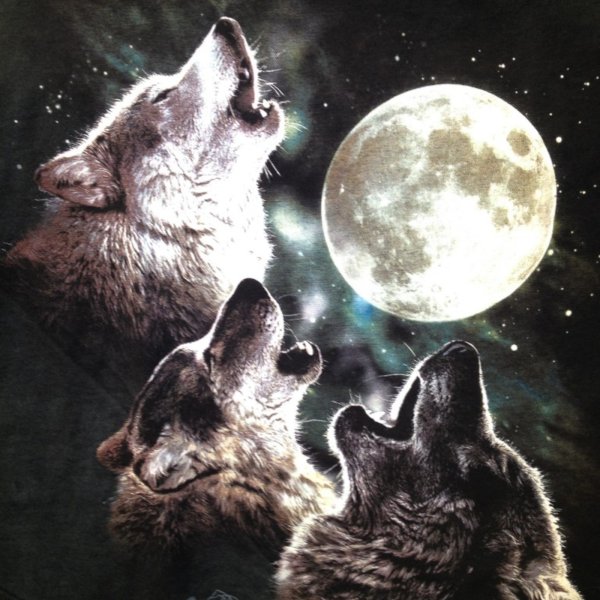 Волк воет на луну