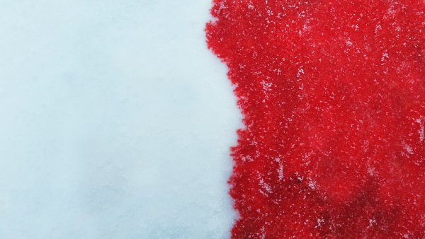 Кровяные пятна на снегу