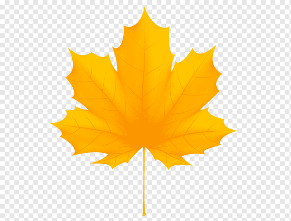 Кленовый лист на белом фоне