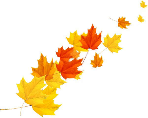 Кленовые листочки на белом фоне