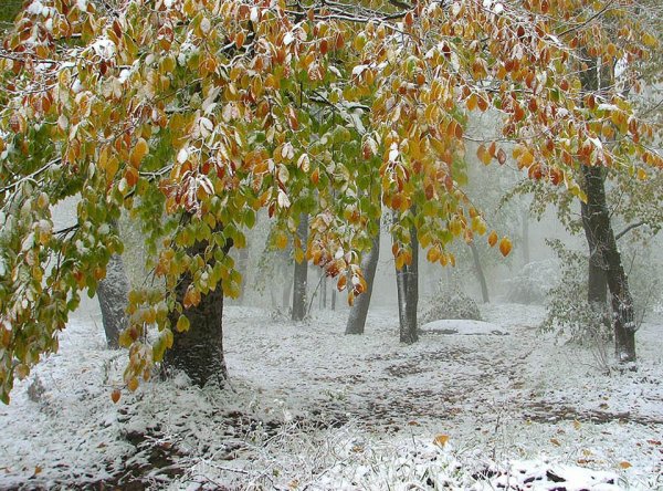 Первый снег осенью