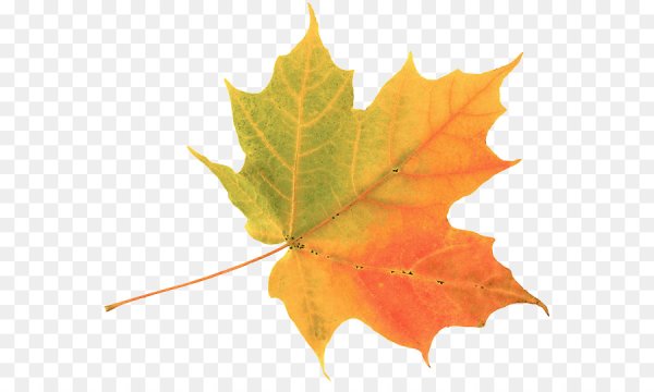 Листики клена для презентации