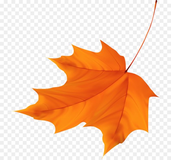 Кленовый лист