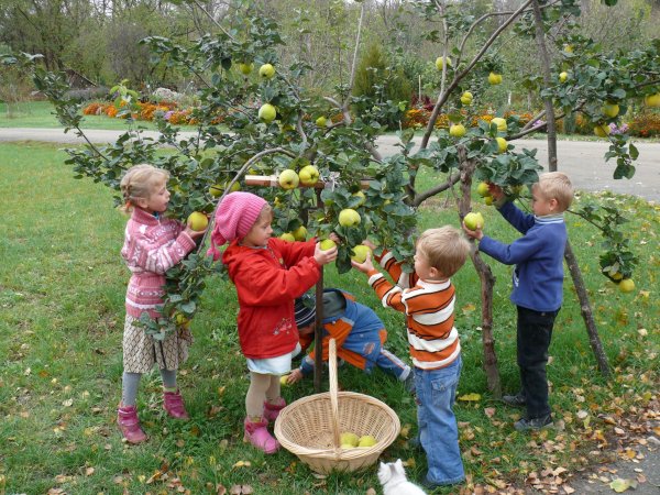 Осенний сбор урожая