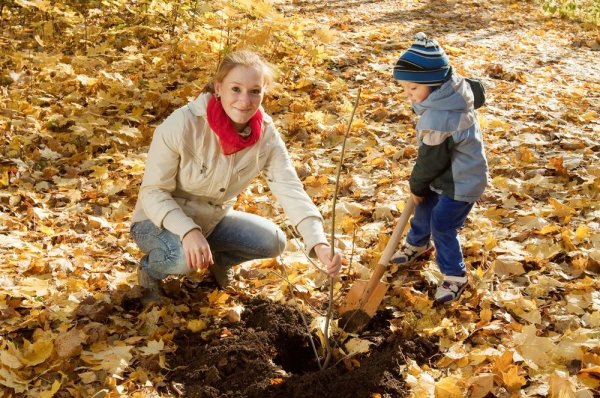 Осенние хлопоты в саду