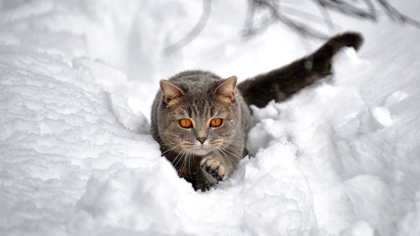 Котик в снегу