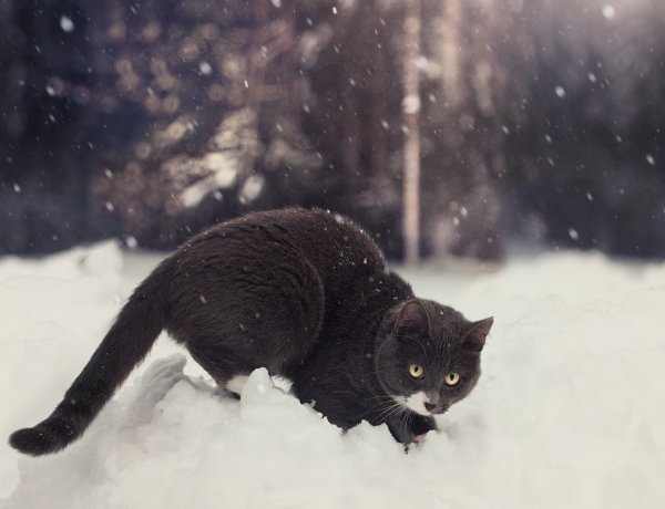 Черный котенок в снегу