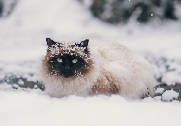 Аляскинский снежный кот