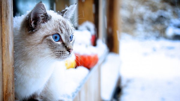 Снежный кот