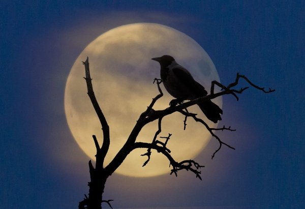 Ворон на фоне Луны