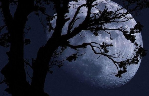 Сухие ветви на фоне Луны
