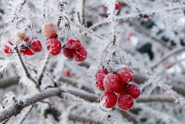 Ягоды в снегу