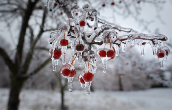 Ледяная вишня