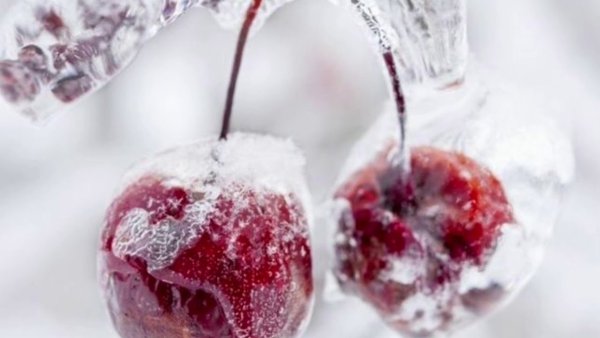 Зимняя вишня в снегу