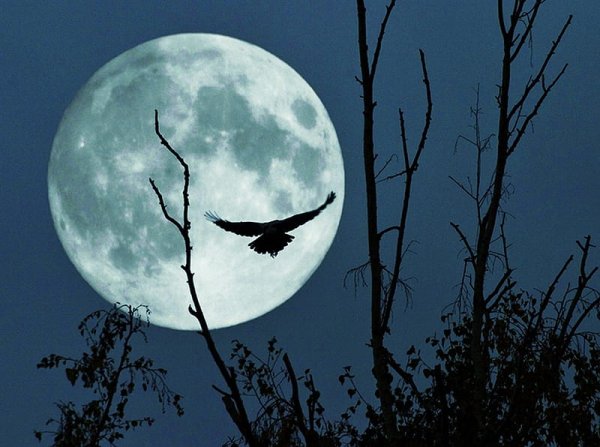 Лунная птица