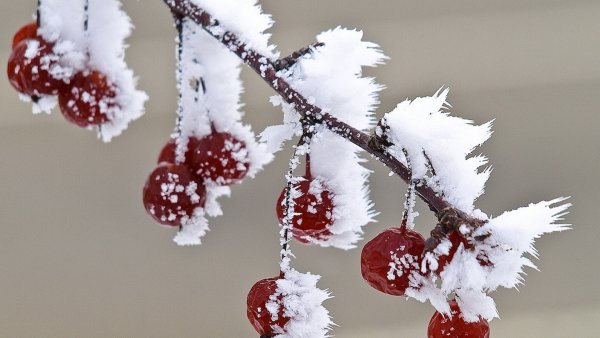 Зимняя веточка