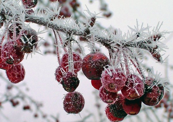 Морозные ягоды