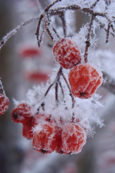 Рябина зимой