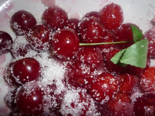 Зимняя вишня