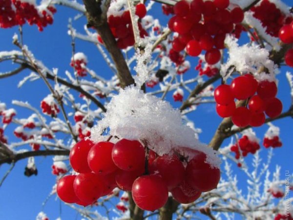 Калина обыкновенная (красная) зимой