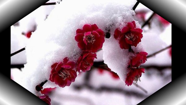 Цветы Умэ японская слива зимой