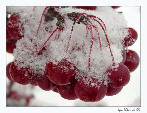 Вишня на снегу