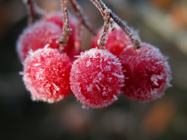 Вишня зимой