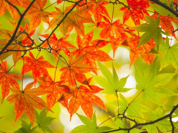 Кленовый лист яркий