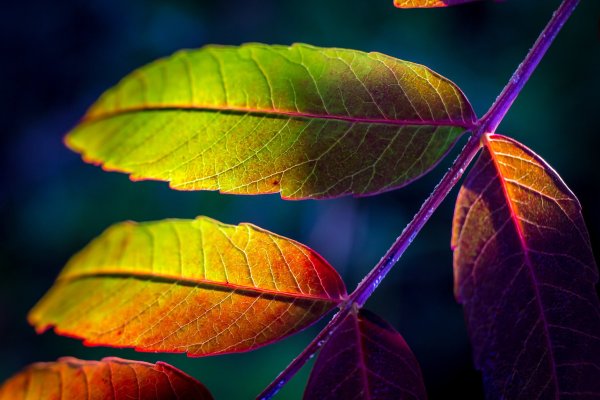 Листья на рабочий стол