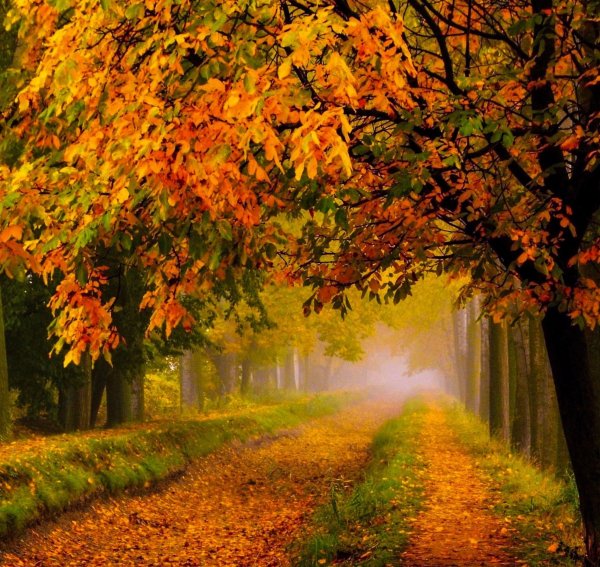 Осень картинки