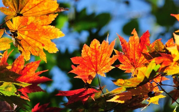 Осенние листья