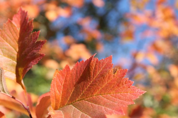 Фон для портрета осень