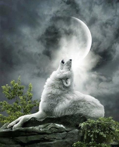 Волчица воет