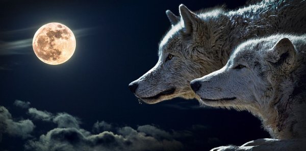 BRUNUHVILLE - the Wolf and the Moon