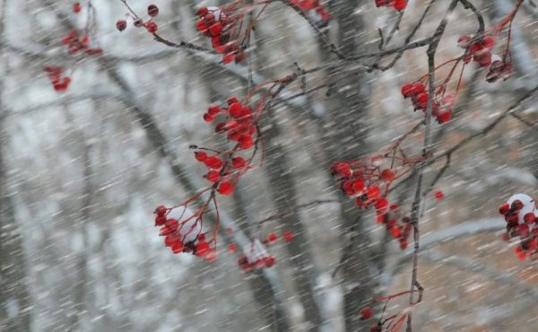 Ноябрь снег с дождем