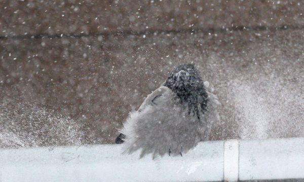 Слабый мокрый снег