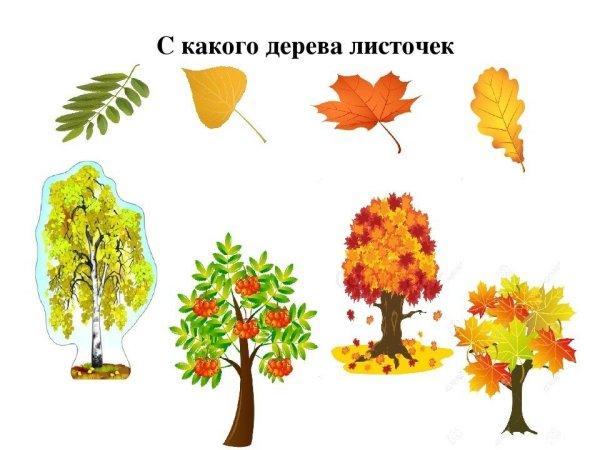 Деревья для дошкольников