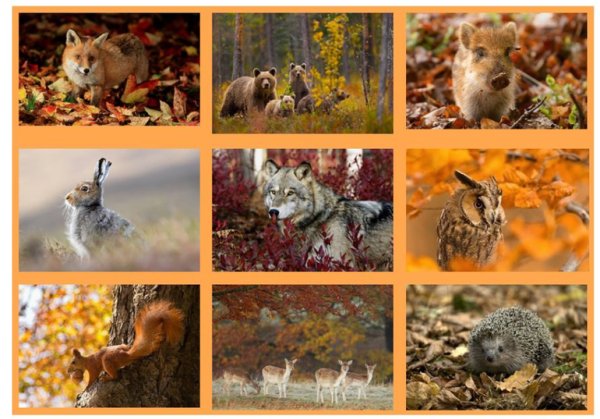 Животные осенью для детей