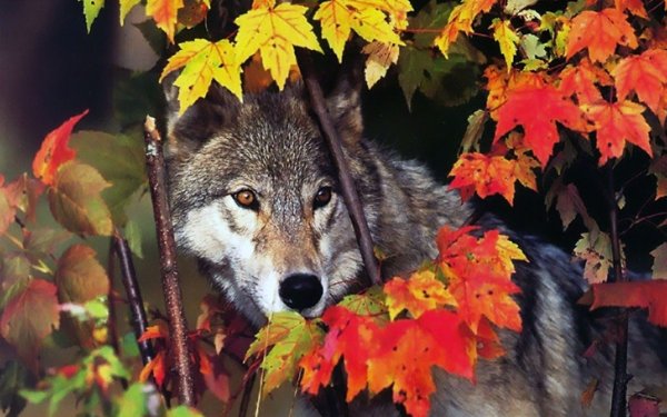 Животные в осеннем лесу