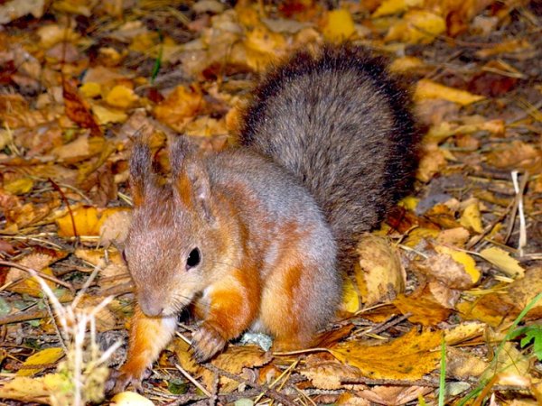 Подготовка животных к осени