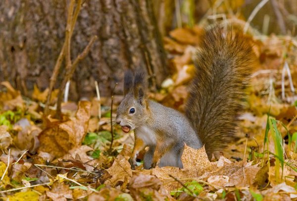 Осенние Дикие животные