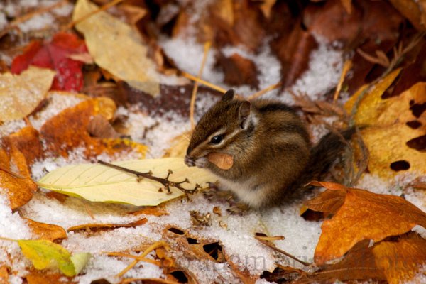 Ноябрь животные