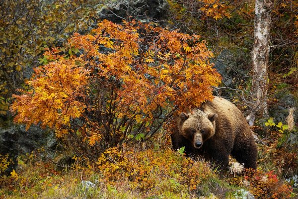 Геннадий Юсин бурые медведи
