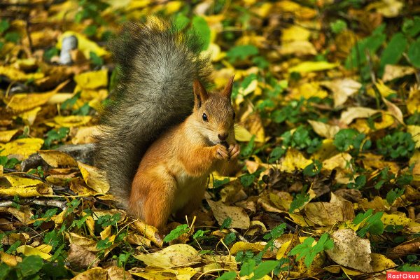 Осень белка