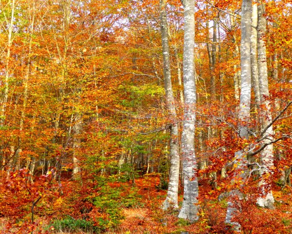 Лес точно Терем расписной