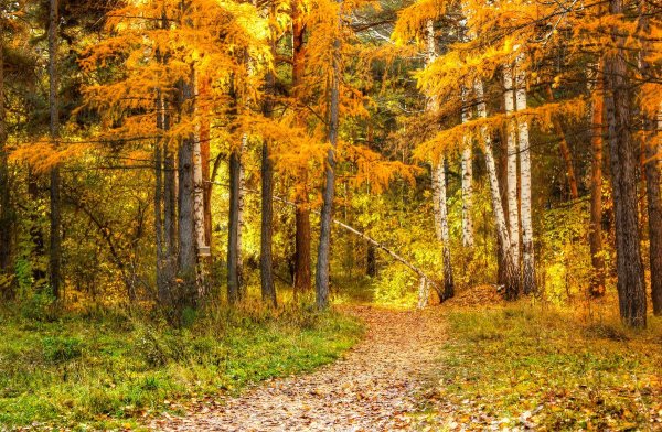 Осенний лес для детей